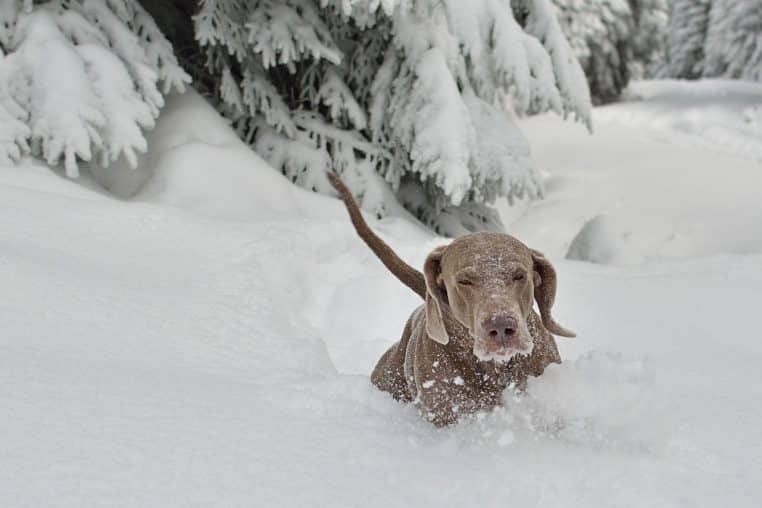 Chien de grande taille avançant dans une neige profonde devant des sapins enneigés, museau couvert de poudre blanche en plein hiver.