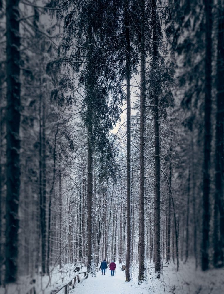 Sentier enneigé au cœur d’une forêt de sapins, avec un petit groupe de personnes avançant ensemble vers la lumière du sous-bois.
