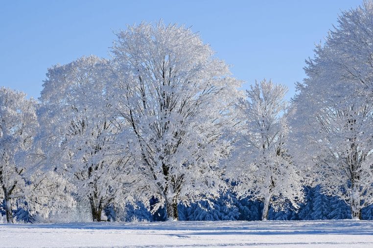 Alignement d’arbres givrés sous un ciel bleu vif, vaste prairie enneigée au premier plan, ambiance glaciale mais ensoleillée