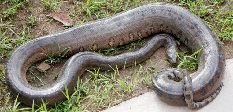 Anaconda vert de 3 mètres photographié au sol sur un campus au Pará, Brésil, reptile épais et sombre.