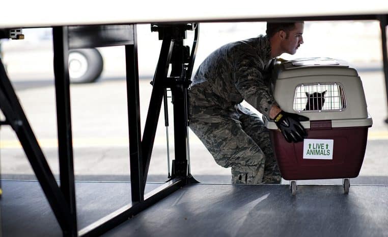 Militaire portant une caisse de transport avec un chat à l’intérieur, étiquette « live animals », zone d’embarquement.