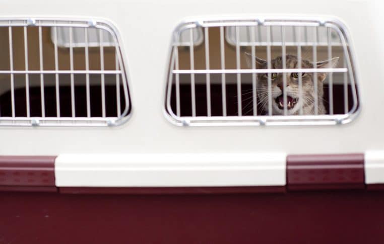 Chat derrière la grille d’une caisse de transport, gueule ouverte comme s’il miaulait, intérieur d’aéroport en fond flou.