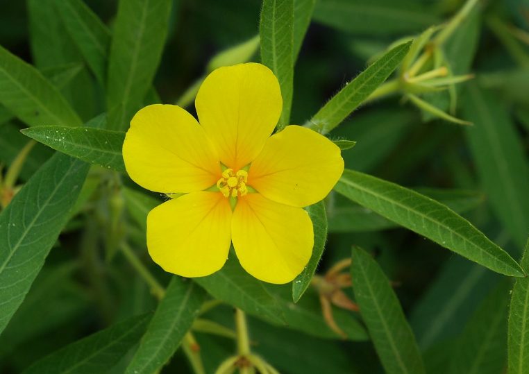 Fleur jaune de jussie Ludwigia grandiflora observée au Jardin des Plantes à Paris