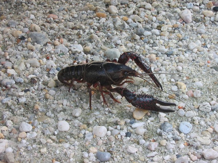 Écrevisse de Louisiane Procambarus clarkii photographiée en Gironde près d’un plan d’eau
