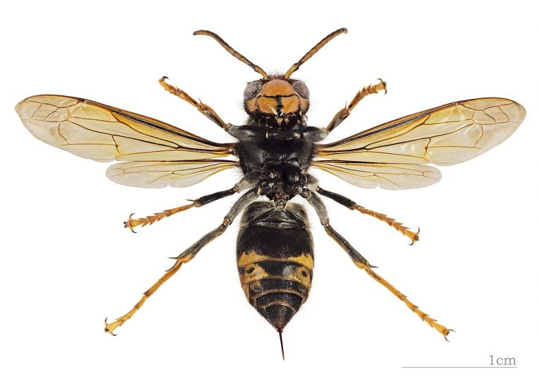 Spécimen de frelon asiatique Vespa velutina nigrithorax photographié au Muséum de Toulouse