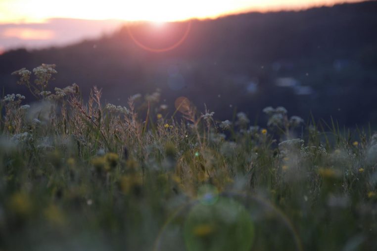 Peaceful meadow with wildflowers at sunset in Bodensee, Germany.