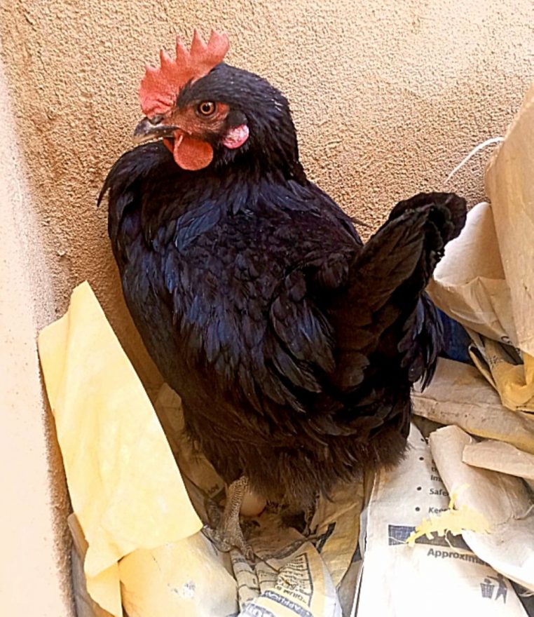 Poule juste après la ponte, œuf au sol.