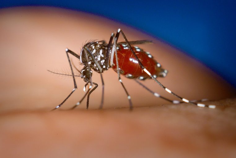 Moustique tigre Aedes albopictus en train de piquer un hôte humain