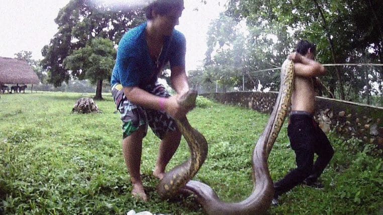 Anaconda vert étendu sur un sol humide, corps massif et tacheté, photographié de près en extérieur.