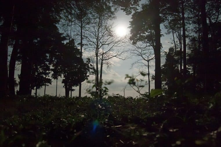 Pleine lune diffusant une lueur à travers les arbres d’une côte tropicale, végétation sombre au premier plan.