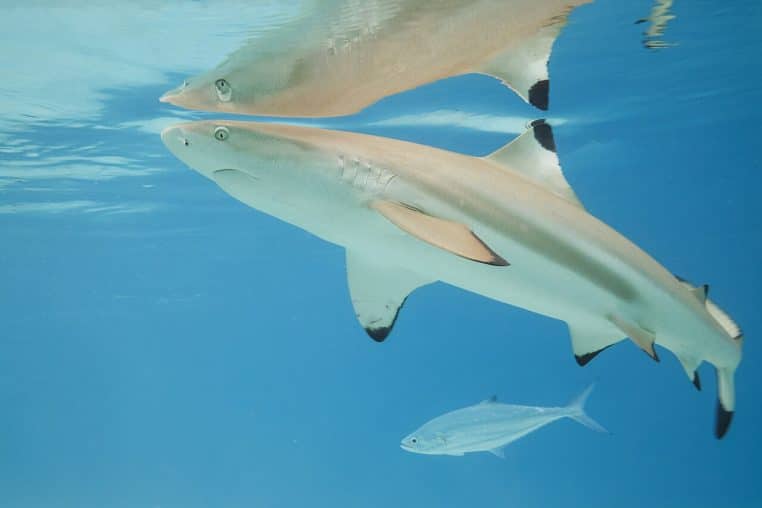 Requin pointe noire photographié à Moorea, Polynésie française, silhouette nette sur fond de lagon