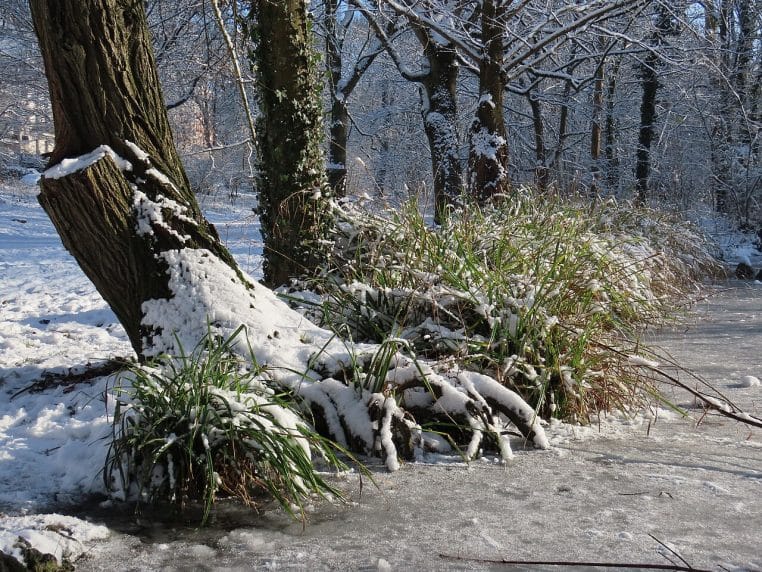 Petit ruisseau partiellement gelé au bois de Vincennes, bordé de neige et d’arbres.