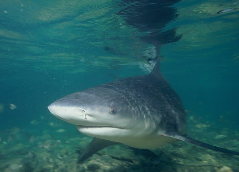 Requin bouledogue en nage latérale près de la surface, museau clair et dos sombre dans une eau turquoise.