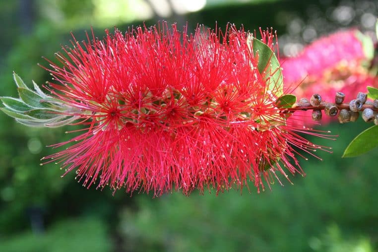 Arbuste de callistémon en fleurs, épis rouges en forme de goupillons, feuillage vert dense.