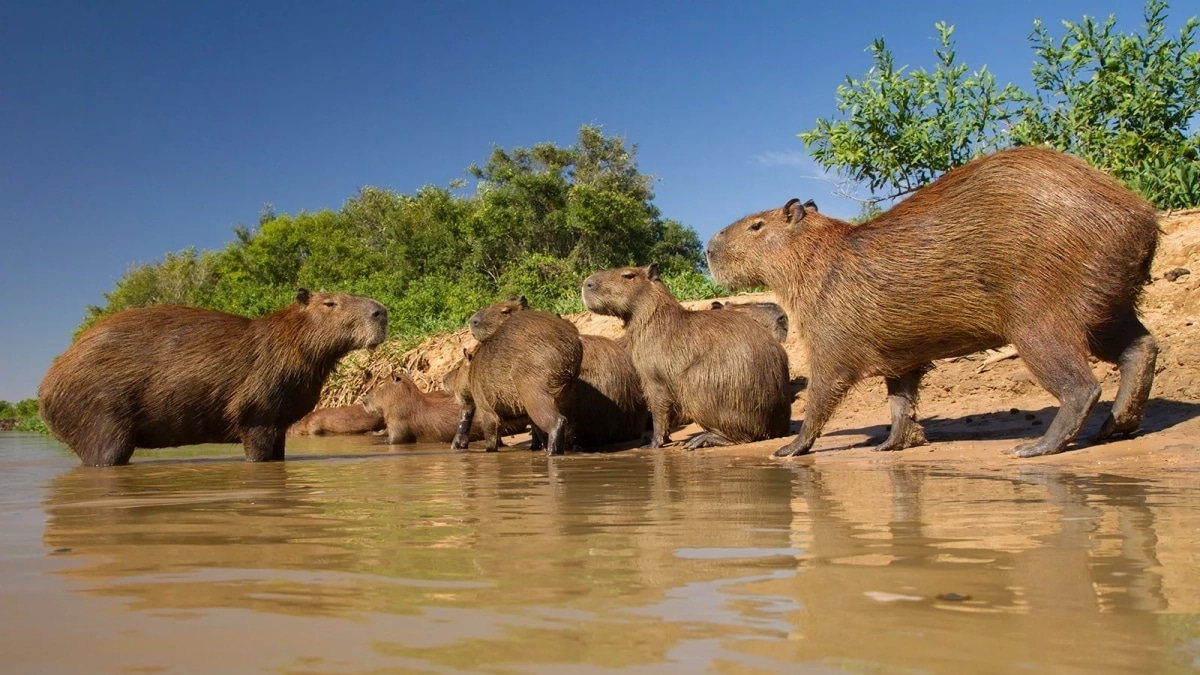 Voici pourquoi les caïmans ne mangent JAMAIS les capybaras