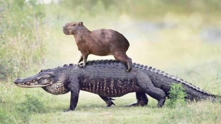 Capyrabas caimans Coexistence
