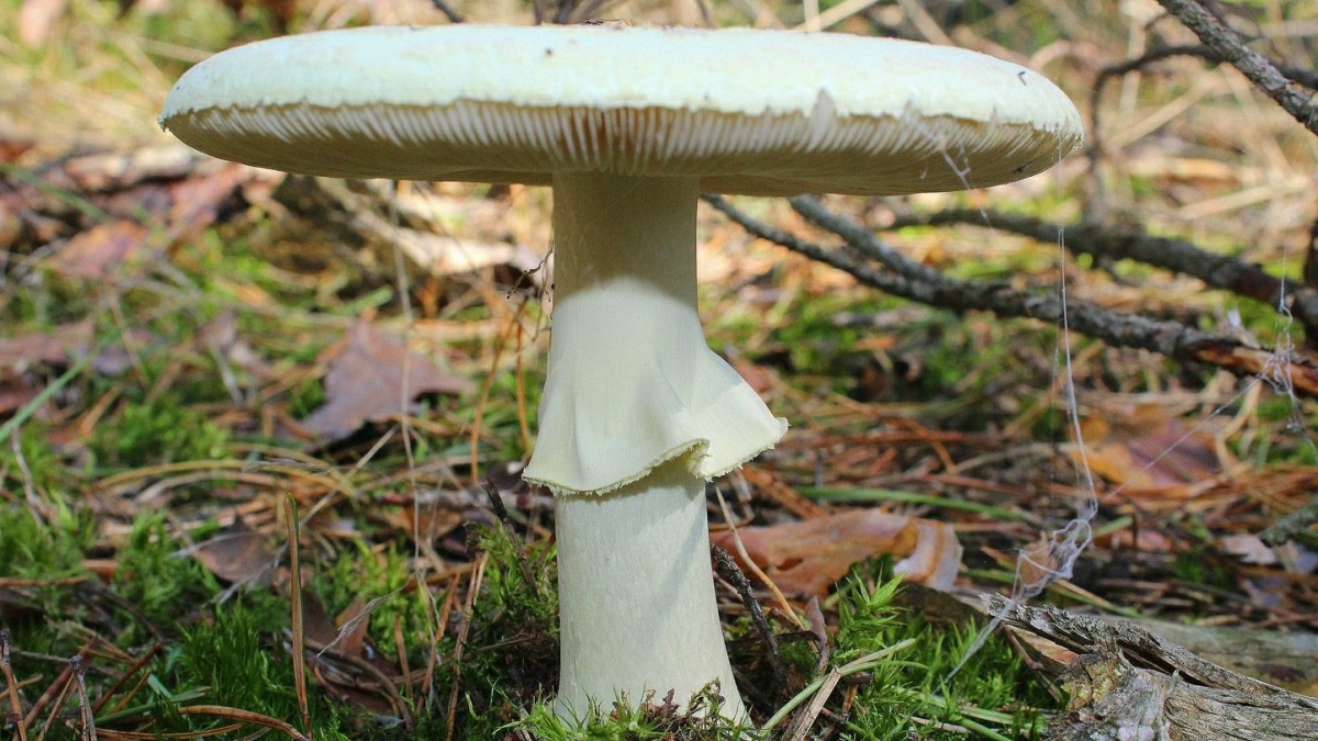 Champignons Veneneux Morts