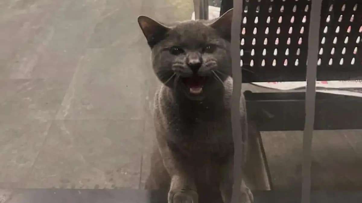 Chat Sauvetage New York