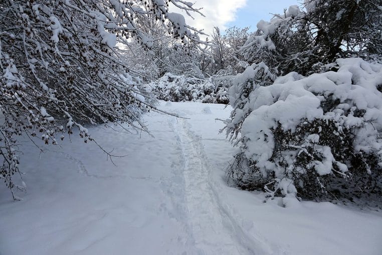 Chemin enneigé à Colmar bordé de végétation hivernale, avec la neige au sol et sur les branches.
