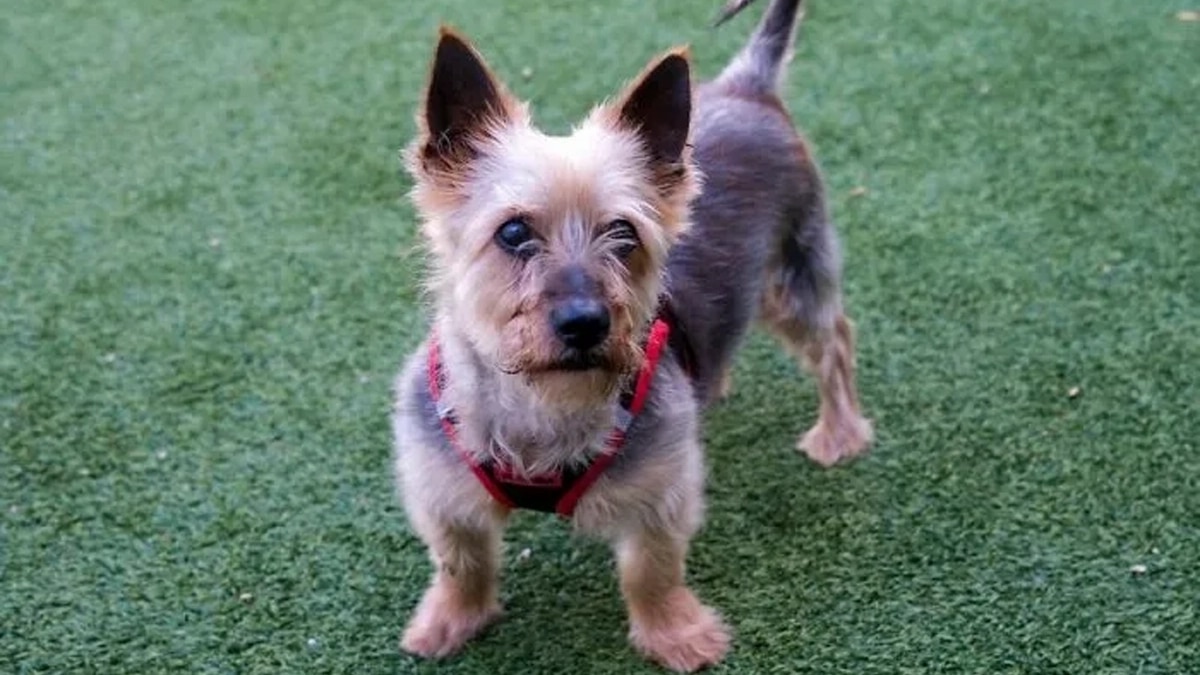 Chien Abandonne Mickey