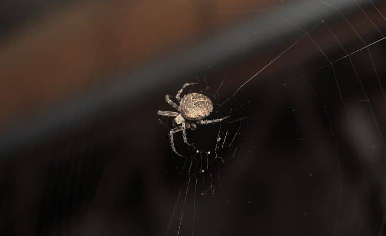 Araignée de maison brune posée sur une surface claire, photographiée de près dans un environnement intérieur calme.