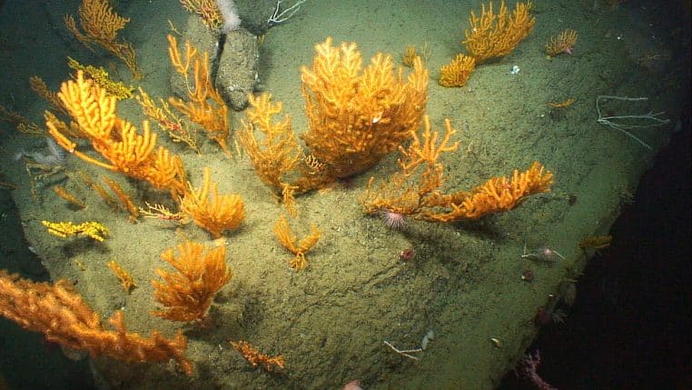 Coraux profonds observés par un ROV dans un canyon océanique, colonies claires sur fond très sombre.