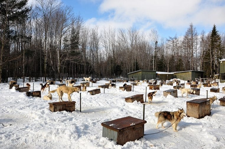 Rangée de chenils de chiens de traîneau en hiver, neige au sol, structures alignées et ciel froid en arrière-plan.