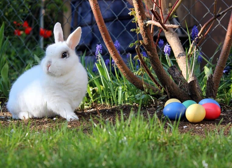 Lapin de Pâques décoratif, photographié en intérieur, avec des œufs peints à proximité.
