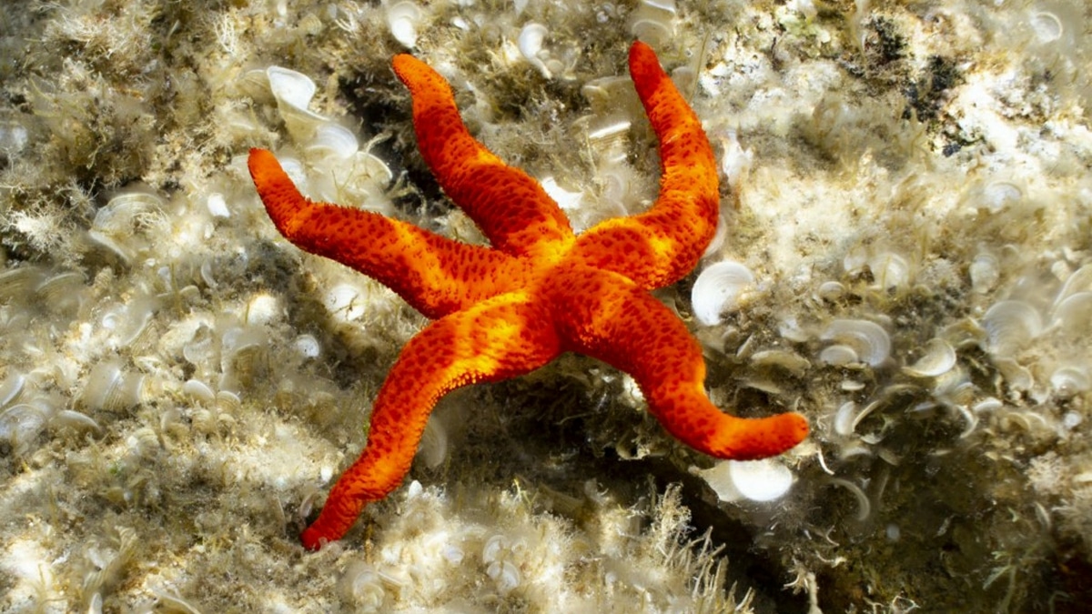 Etoile de mer Locomotion