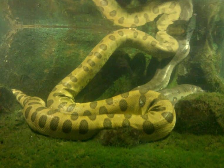 Gros plan d’un anaconda vert sous l’eau, corps tacheté enroulé, dans une eau sombre de bassin.