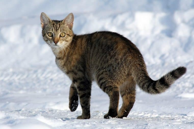 Chat tigré debout sur la neige, regard face caméra, pattes sombres humides et arrière-plan blanc lumineux.