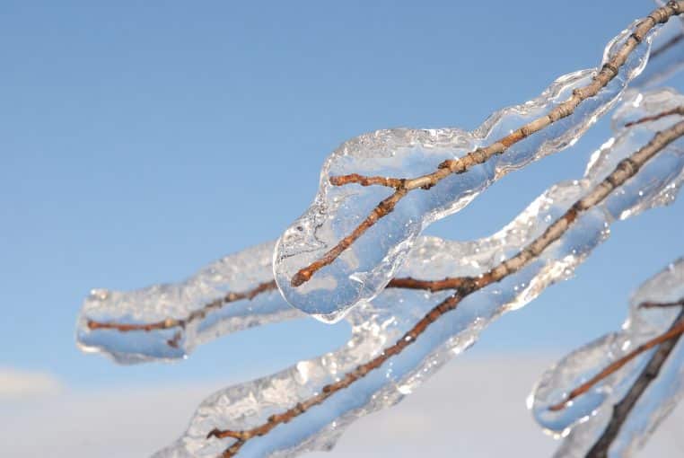 Branche d’arbre entièrement gainée de glace après une pluie verglaçante.