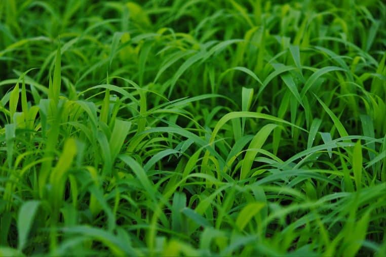 Pelouse fraîchement tondue vue en légère perspective, brins verts uniformes, évoquant un gazon dense et bien entretenu.
