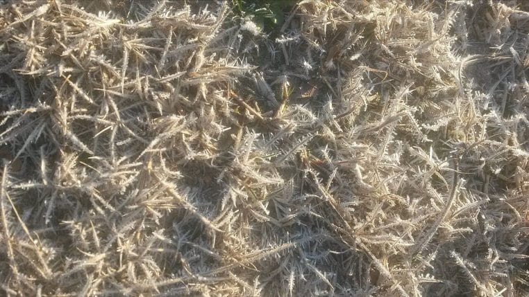 Pelouse recouverte de givre au petit matin, avec brins blanchis par le froid, typique des journées d’hiver en janvier.