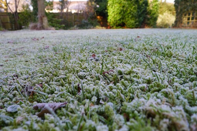 Herbe et mousse couvertes de givre dans un jardin, détails cristallisés visibles, illustrant un sol froid en hiver.