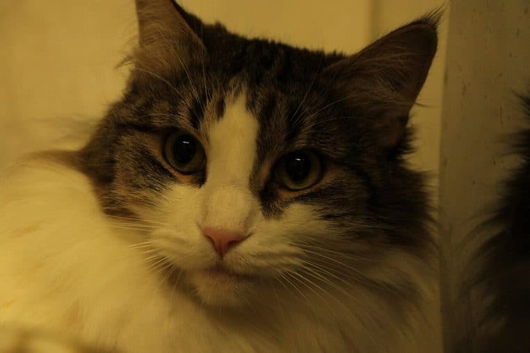 Gros plan d’un chat à poils longs dans un refuge, regard fixe et moustaches visibles, éclairage intérieur doux.