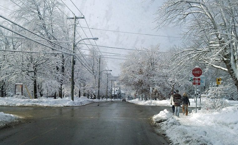 Arbres couchés et forêt endommagée après une tempête dans le Morbihan