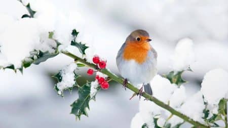 Oiseaux Hiver Aliment