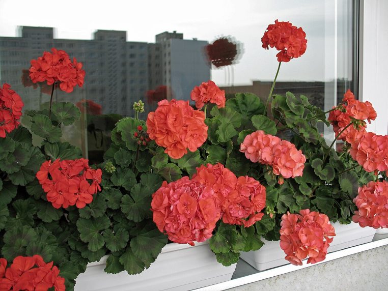 Potée de pélargonium zonale sur un balcon, feuillage dense et fleurs estivales.