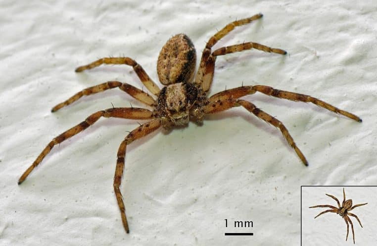 Araignée vue de dessus sur un mur, pattes déployées, éclairage doux, scène typique d’un coin de maison.