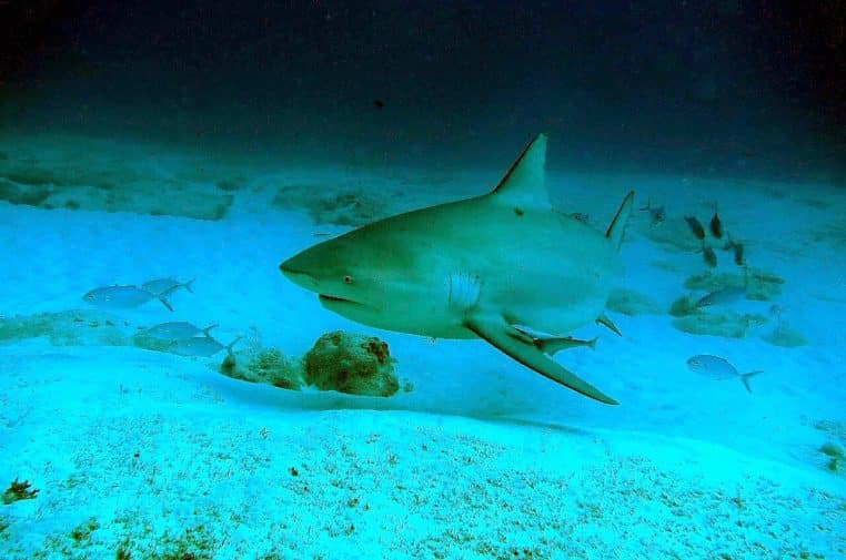 Requin bouledogue pris sous l’angle du plongeur, évoluant à mi-profondeur au-dessus d’un fond sableux.