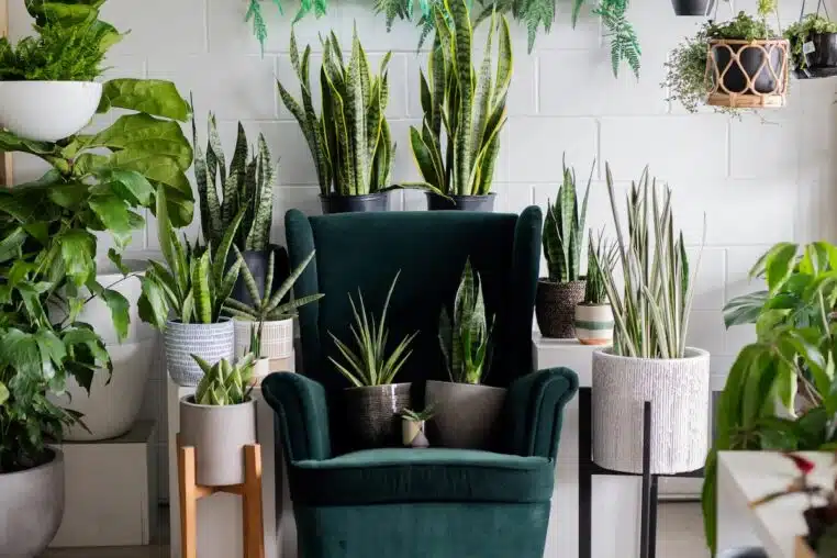 cette plante populaire interieur marche plus