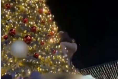 Sapin