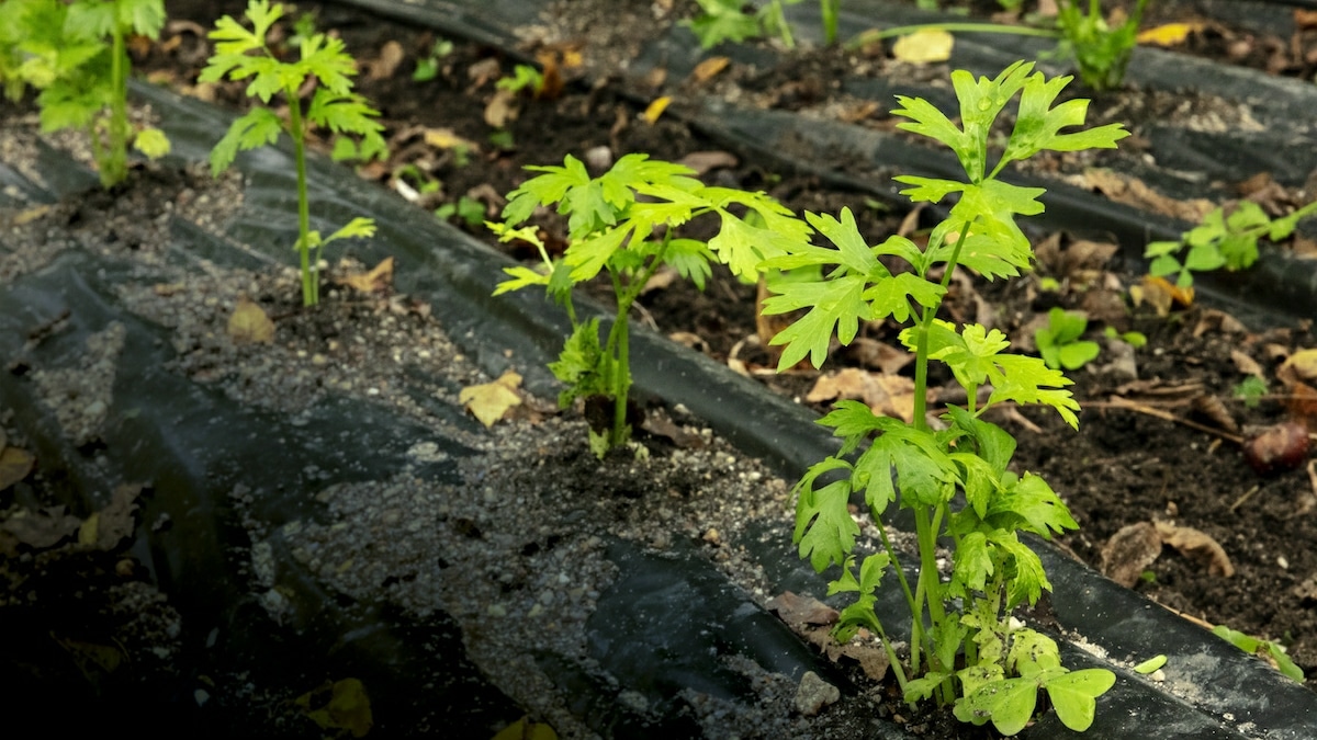 Sol Jardinage Lasagne