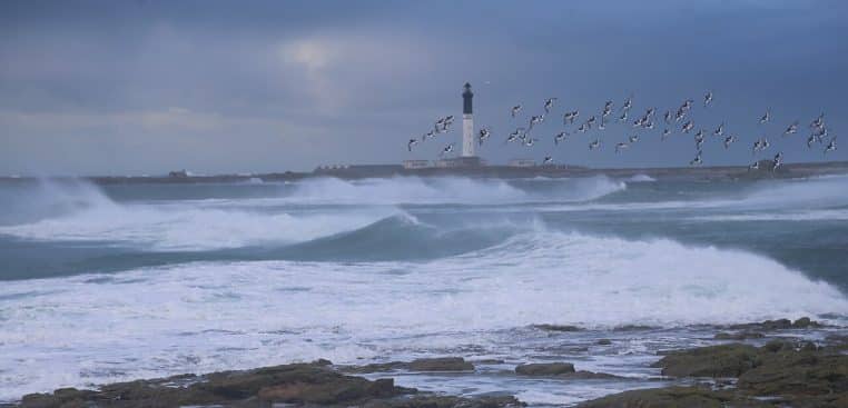 Mer d’Iroise déchaînée, vagues puissantes et oiseaux en vol près du phare, ciel sombre et humide.