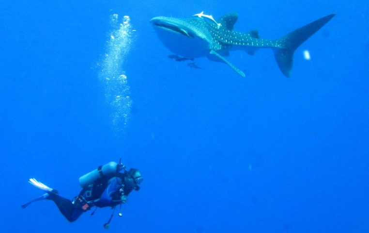 Plongeur face à un requin qui s’approche en eau bleue, scène d’observation sous-marine.