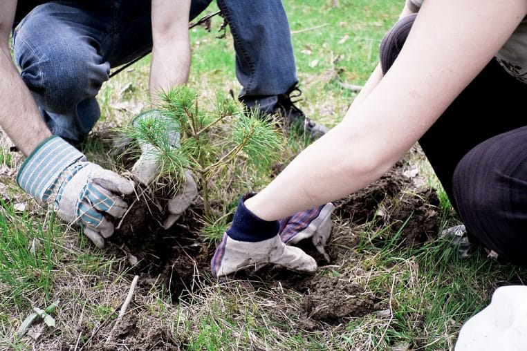 Deux personnes plantant un jeune arbre dans la terre, geste de reforestation et d’engagement écologique concret.