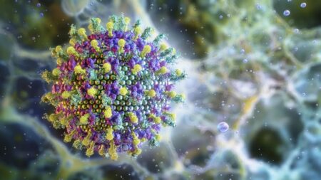 Virus Nipah Risques