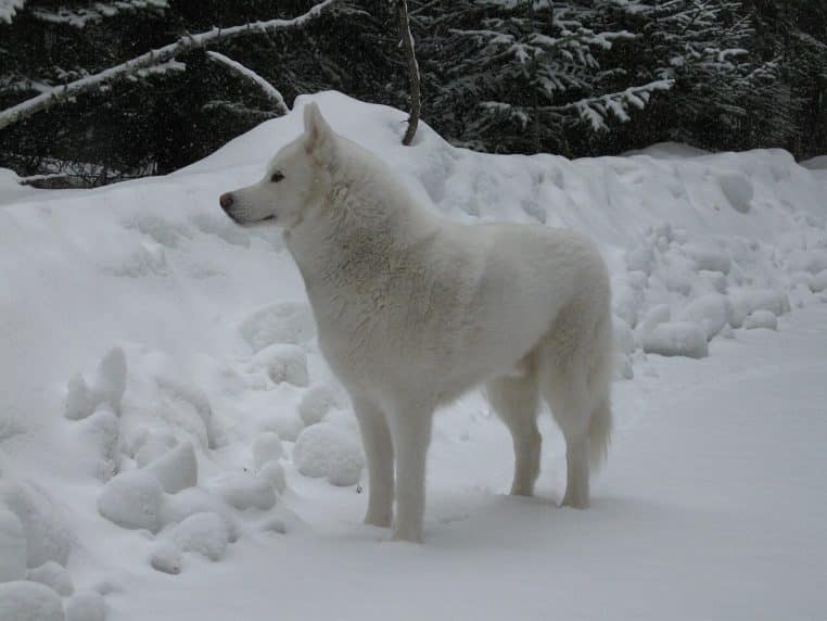 Chien husky blanc debout dans la neige, profil tourné vers la gauche, forêt sombre en arrière-plan.