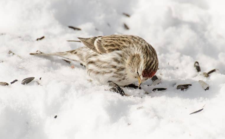 Oiseaux rassemblés sur une mangeoire en hiver, paysage enneigé en arrière-plan, scène de nourrissage au jardin.